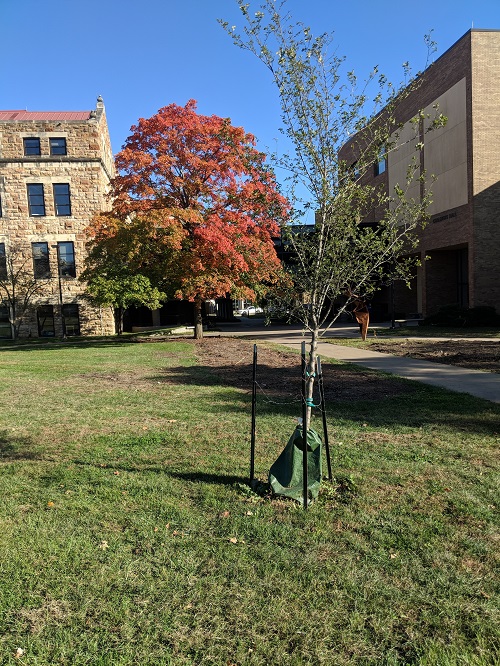 New tree in front of Lindley Hall