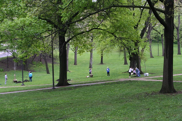 Various clusters of people digging holes for trees in Marvin Grove.